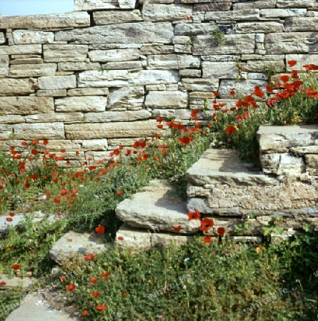 Treppe mit Mohnblumen