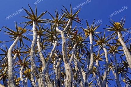 K?cherbaum oder Quivertree (Afrikaans: Kokerboom,  Aloe dichotoma) bei Sonnenaufgang , Keetmanshoop, Namibia, Afrika