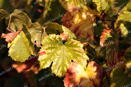 The wine Hills of  the village of Hunawihr in the province of Alsace in France in Europe