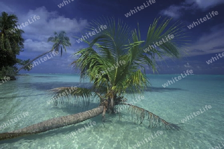 
Der Traumstrand mit Palmen und weissem Sand an der Insel Velavaru im Southmale Atoll auf den Inseln der Malediven im Indischen Ozean.   