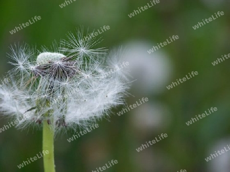 Pusteblume