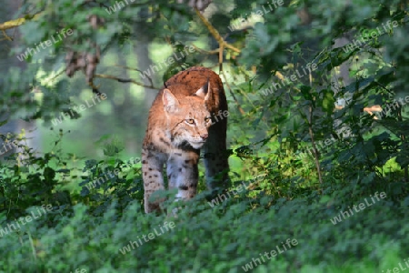 Eurasischer Luchs  Kater (Lynx Iyny)