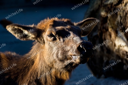 Afrikanische Hirsch auf den Sonnenuntergang