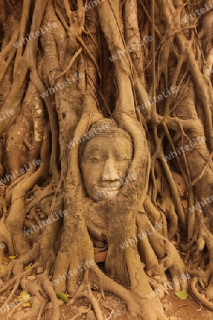 Ein in einem Baum eingeflechteter Steinkopf im Wat Phra Mahathat Tempel in der Tempelstadt Ayutthaya noerdlich von Bangkok in Thailand.