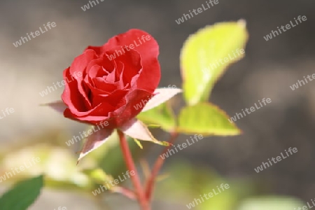 Rote Rose