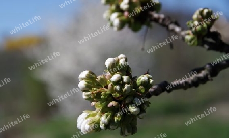 Knospen am Obstbaum