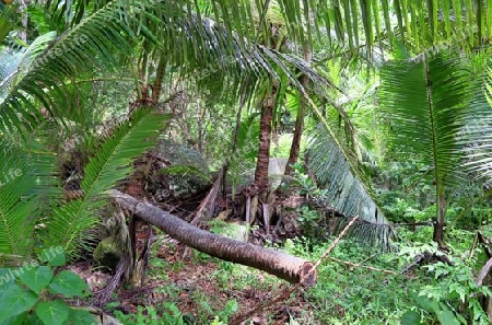 Beautiful palm trees at the beach on the tropical paradise islands Seychelles