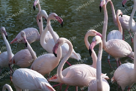 rosaflamingos - phoenicopterus roseus