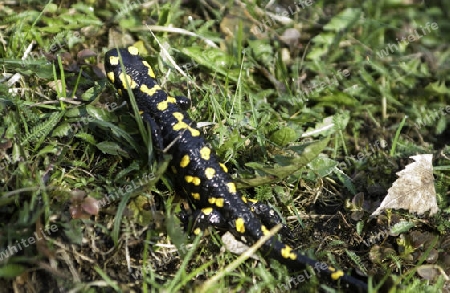 Feuersalamander