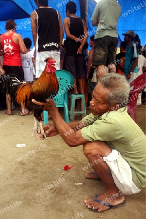 Asien, Indonesien, Bali, Nusa Lembongan, Huehner, Haennenkampf, Hahnenkampf, Tier, Wettspiel,
Menschen und Haenne bei einem traditionellen Haennenkampf auf der Insel Nusa Lembongan bei Bali im osten von Indonesien.       (Urs Flueeler) 