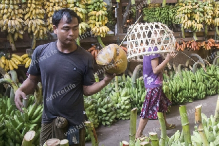 a big Banana Shop in a Market near the City of Yangon in Myanmar in Southeastasia.