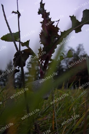 Distel im Herbst