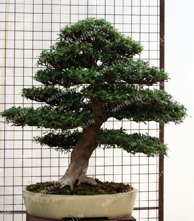 Bonsai