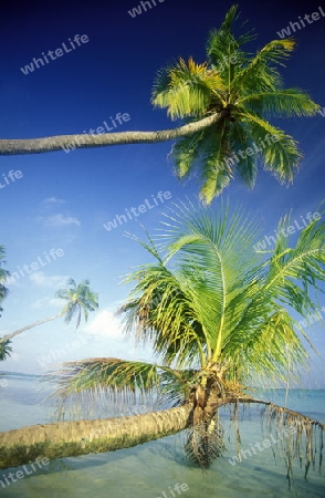 
Palmen am Strand der Insel Meeru im Northmale Atoll auf den Inseln der Malediven im Indischen Ozean. 