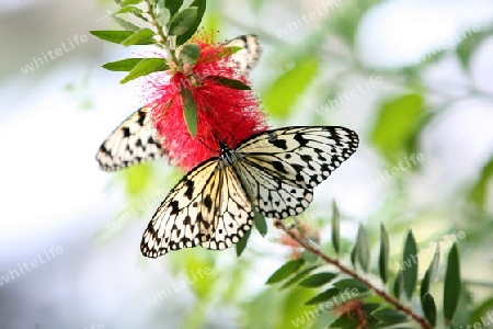 the Butterfly parc in the village of Hunawihr in the province of Alsace in France in Europe