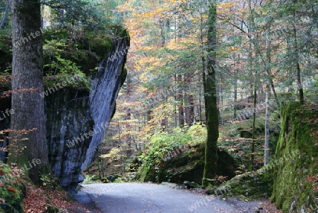 Die Ruhe im Wald