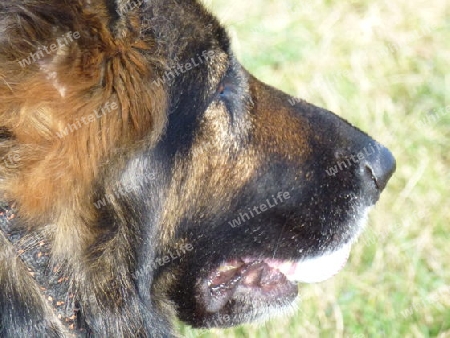 Hund mit Ball