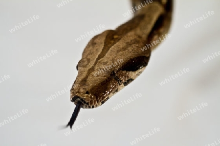 Boa Constrictor