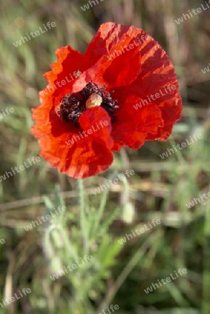 Mohn_6