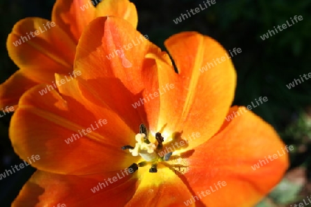 Tulpe orange 3