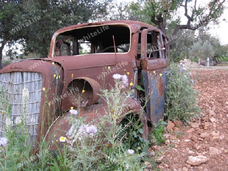 Oldtimer am Feldrand