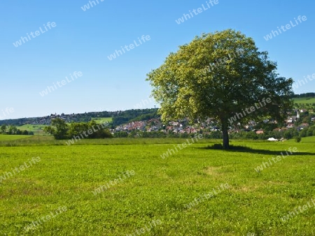 Obstbaum