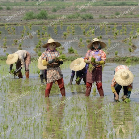 Rice farmers plant rice in a ricefield at the city of Nyaungshwe at the Inle Lake in the Shan State in the east of Myanmar in Southeastasia.