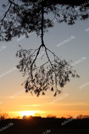 Sonnenuntergang am Waldrand