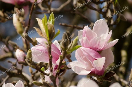 rosa Magnolien-Bl?ten