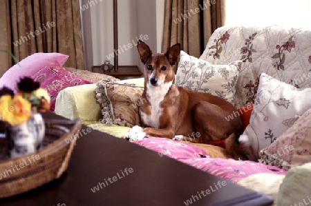 Hund auf Sofa