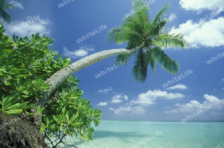 
Der Traumstrand mit Palmen und weissem Sand an der Insel Velavaru im Southmale Atoll auf den Inseln der Malediven im Indischen Ozean.   