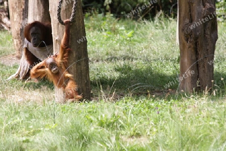 Orang Utan - Pongo pygmaeus