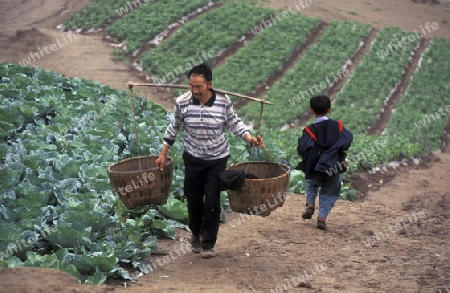 agroculture in the village of fengjie at the yangzee river in the three gorges valley up of the three gorges dam project in the province of hubei in china.