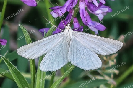 Hartheuspanner, Black-veined moth