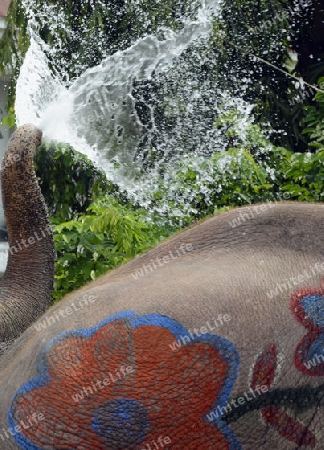 Das Songkran Fest oder Wasserfest zum Thailaendischen Neujahr ist im vollem Gange in Ayutthaya noerdlich von Bangkok in Thailand in Suedostasien.  