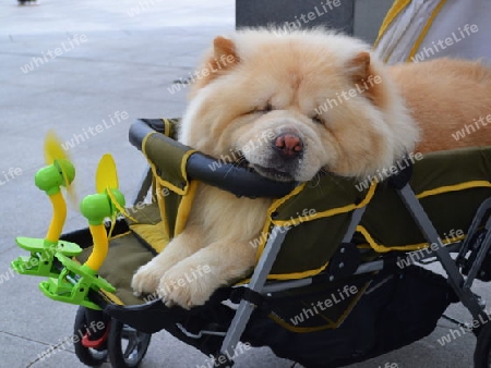 Hund  Chow Chow