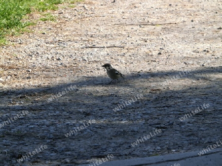 Vogel sammelt f?r ein Nest