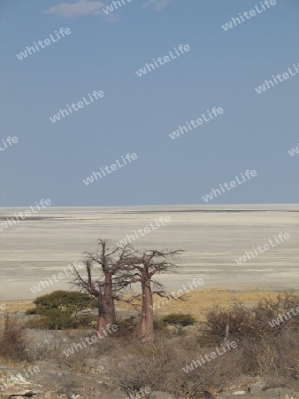 Baobab in einer Salzw?ste