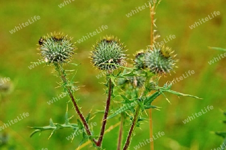 Knospen einer Distel