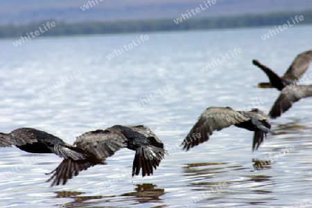 White breasted Cormorant, Phalacrocorax Carbo Lucidus