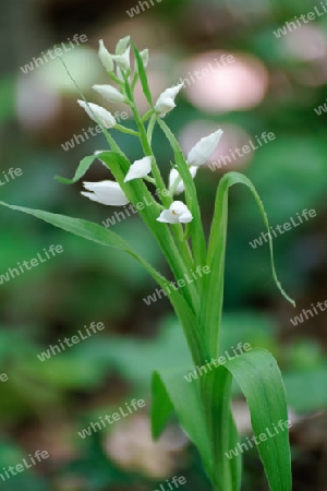 Schwertbl?ttriges Waldv?gelein, Cephalantera longifolia