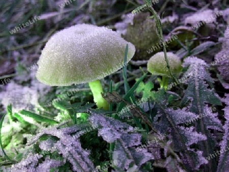 Pilz im Morgenfrost II