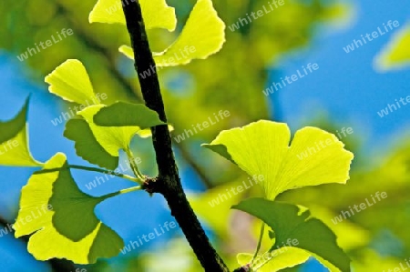 Ginkgo Bl?tter