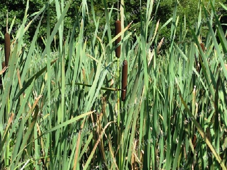 Rohrkolben, Typha