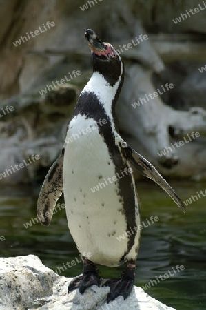 Pinguin