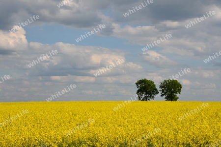 Zwei B?ume im Rapsfeld