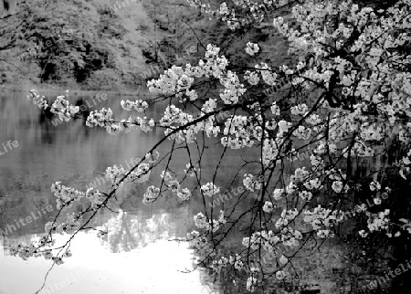 Bl?ten am Weiher