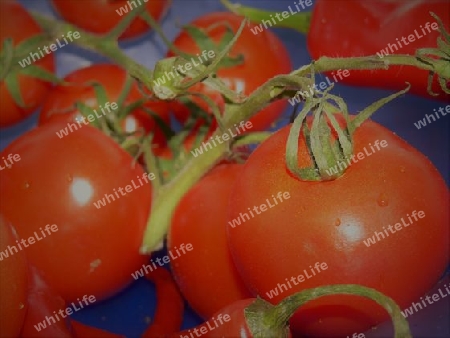 Tomaten nach der Ernte