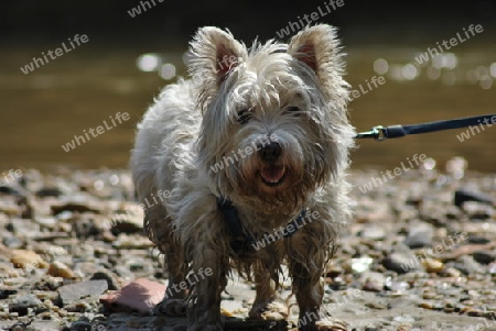 hund neben bach