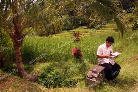 Kakao Fruechte in einer Plantage im zentralen Noden von Bali auf der Insel Bali in Indonesien..